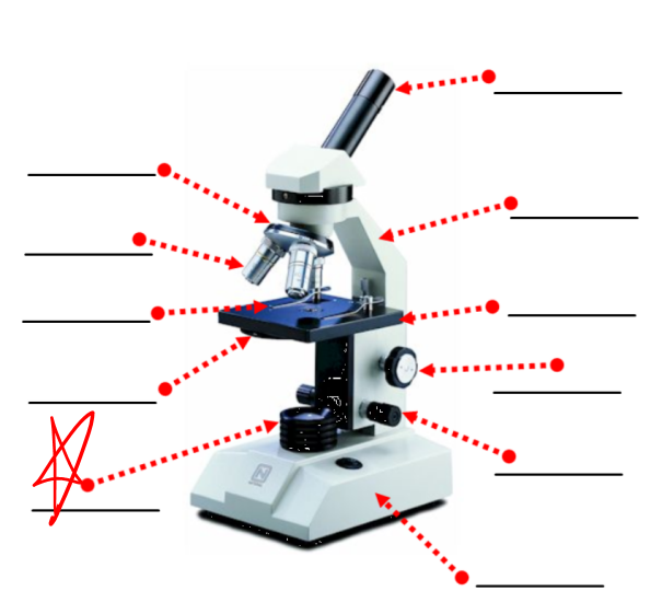 <p>this part of a microscope</p>