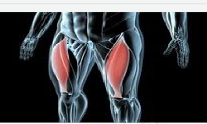 <p>lower body</p>