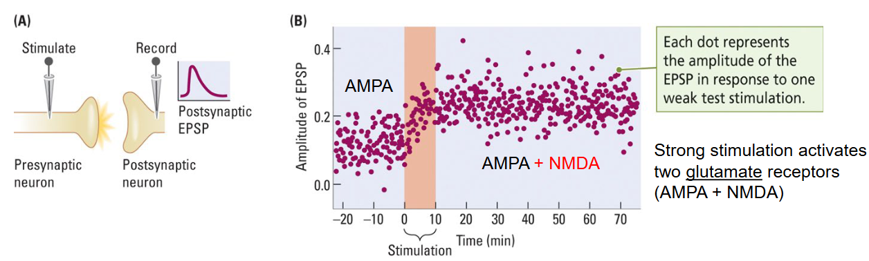 <p>Strong bursts of<span style="color: red"> high-frequency stimulation</span> (e.g. 100 Hz) changes synaptic transmission in such a way, that subsequent weak stimulation produces a larger EPSP lasting for ~90 mins. </p><ul><li><p>Enhances transmission in an existing synapse (increases neurotransmitter release).</p></li><li><p>Enhances communication between neurons (increases postsynaptic sensitivity).</p></li></ul><p></p>