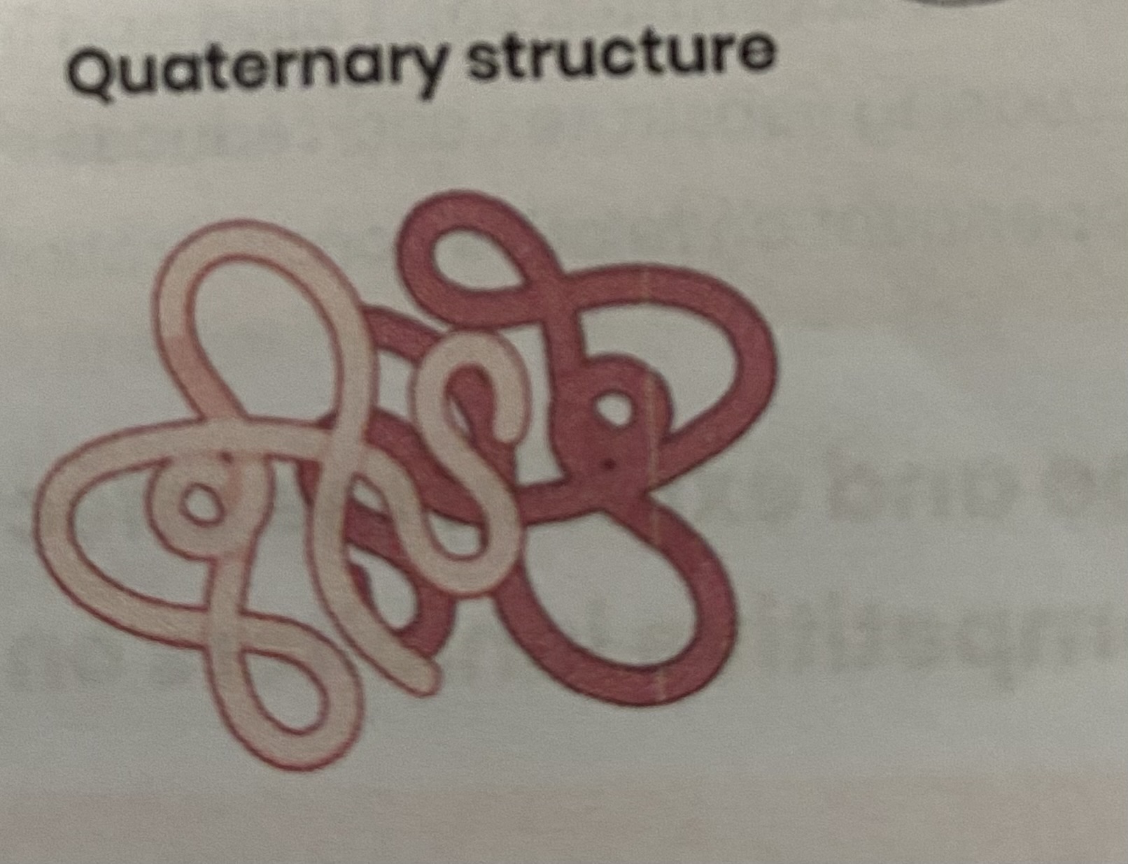 <ul><li><p><strong>more than one polypeptide</strong> chain</p></li><li><p>formed by interactions <strong>between polypeptides</strong> (hydrogen, ionic bonds, disulphide bridges)</p></li></ul><p></p>