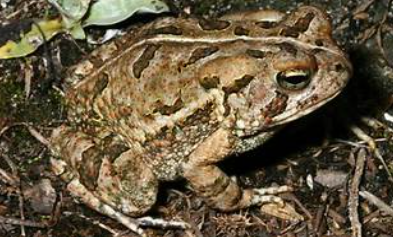 <p>Fowler’s Toad</p>
