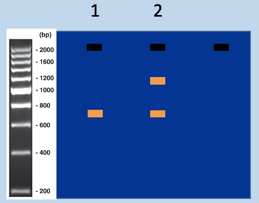<p>Match genotyping PCR outcome to mouse strains - 1</p>
