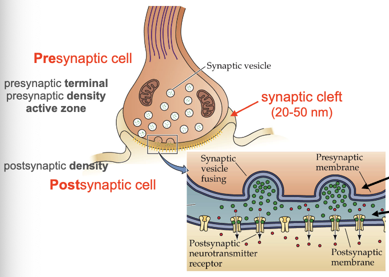 <p><span>protein-dense region on the presynaptic membrane where synaptic vesicles dock, fuse, and release neurotransmitters</span></p>