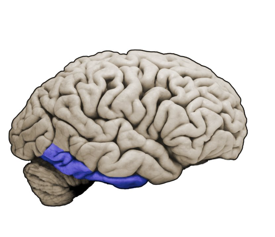 <p>Inferior temporal gyrus</p>