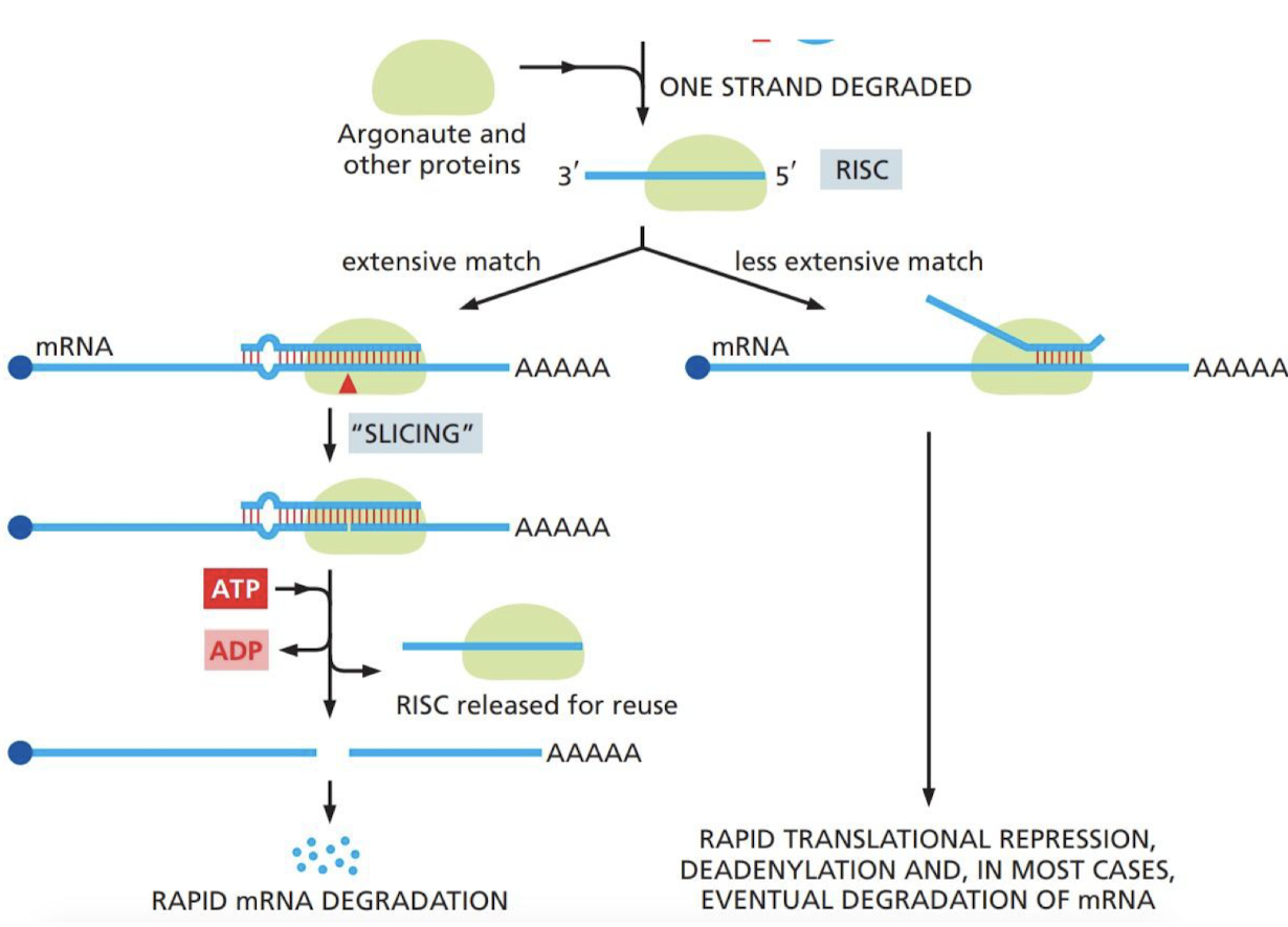 <p>miRNA assembles with a set of proteins to form a RISC</p><ul><li><p>seek their complementary base-paired mRNA</p></li><li><p>if there’s enough of a match, the mRNA is sliced</p></li><li><p>if base-pairing between the miRNA and the mRNA is less extensive, translation of the mRNA is repressed by the recruitment of deadenylase enzymes—which shorten the poly-A tail—and other proteins that directly block access of the mRNA to the proteins</p></li></ul>