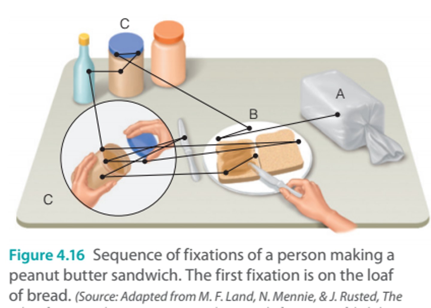 <p>An observer's knowledge of the goals & the task at hand used to guide the eyes during a visual task.</p>