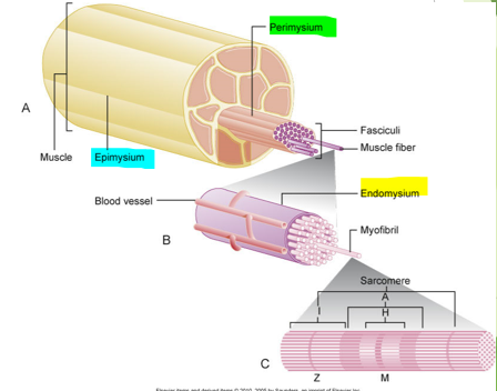 <ul><li><p>Muscle fiber → sarcolemma → <strong>endomysium </strong>surrounds sarcolemma → <strong>perimysium </strong>surrounds fasciculi → <strong>epimysium </strong>surrounds entire muscle</p></li></ul>