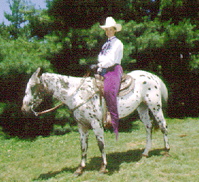 <p>Pony of Americas</p>