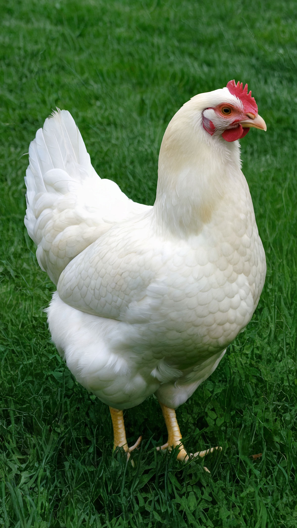 <p>hen</p>