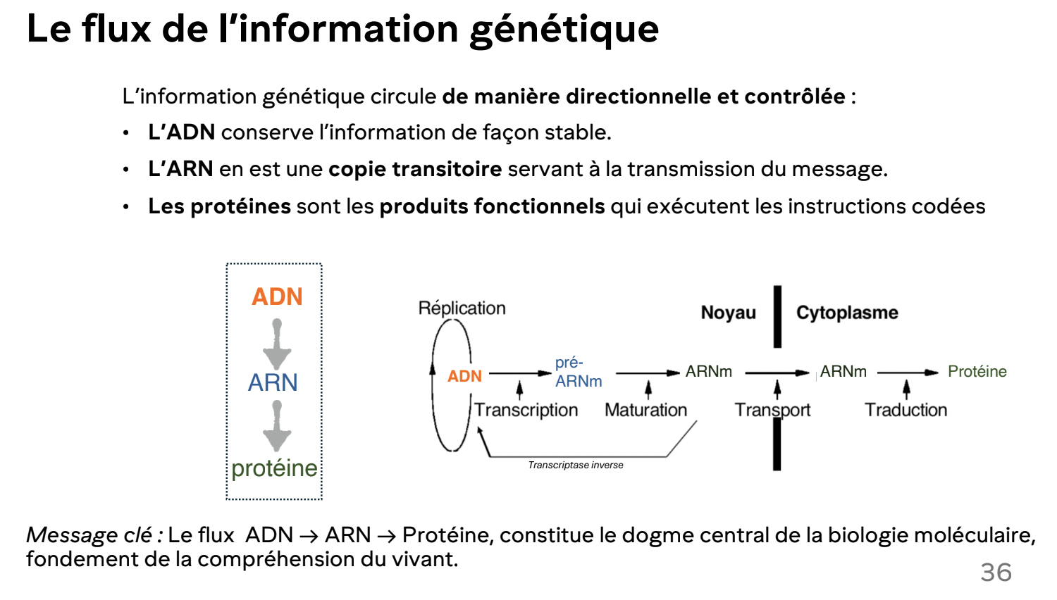 <p>ADN to ARN to Protéines</p><ul><li><p><strong>Transcription: </strong>ADN to ARN</p></li><li><p><strong>Traduction: </strong>ARN to Protéines</p></li></ul><p></p>