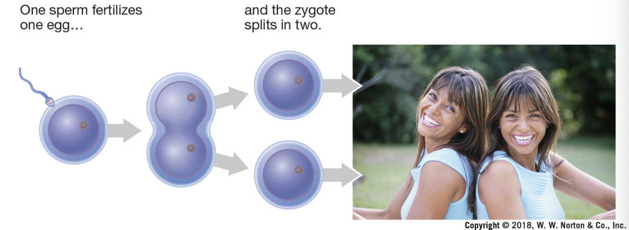 <p>identical twins; share 100% of DNA</p>