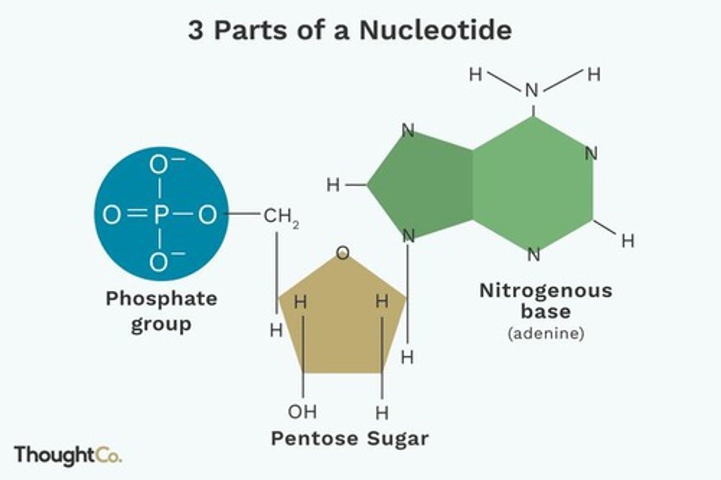 <p>Building blocks of nucleic acids, containing a base.</p>