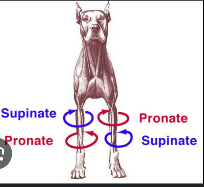<p>rotating the leg away from the supine position so palmar/plantar surface faces the substrate (top of paw faces inward)</p>