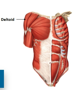 <p>deltoid muscle&nbsp;</p>