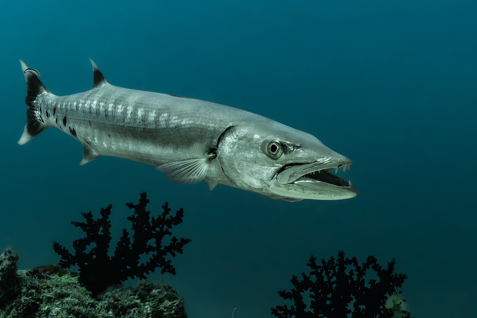 <p>big fish, long torpedo-shaped, big eye, lots of teeth, big caudal (tail) fin</p>