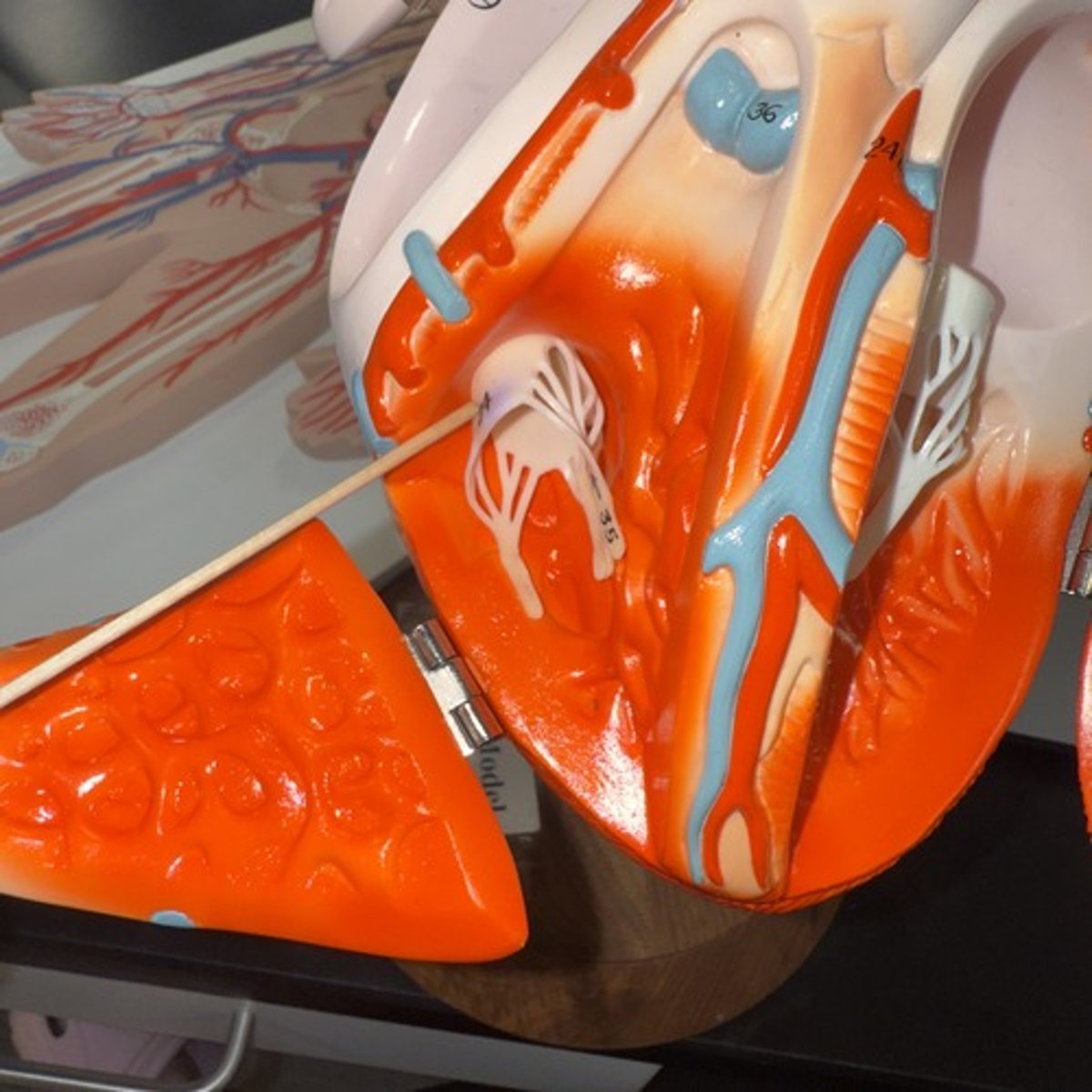 <p>Identify the structure.</p>