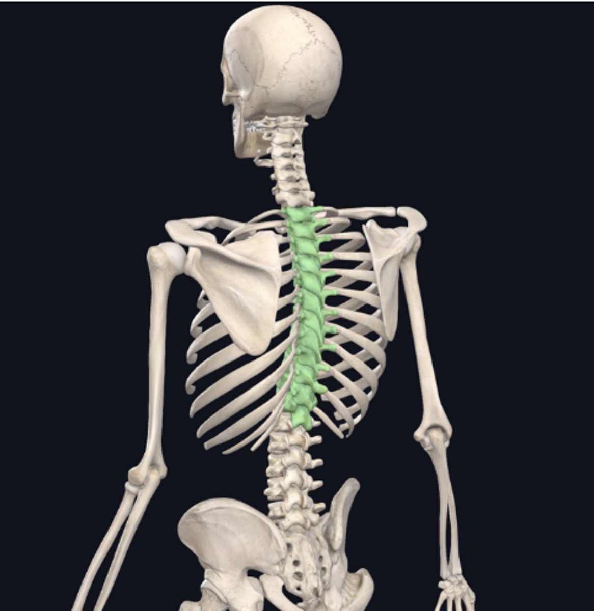 <p>In the previous image, the bones indicated in green are:</p><p>Axial</p><p>Appendicular</p>