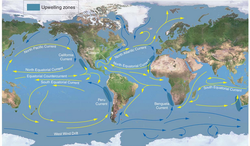 <p><span>A large-scale pattern of water circulation that moves clockwise in the Northern Hemisphere and counterclockwise in the Southern Hemisphere.</span></p><ul><li><p>driven by trade winds and westerlies<span data-name="dash" data-type="emoji">💨</span>, <span>Temperature, Gravity,  Coriolis effect, Continents</span></p></li><li><p>move warm and cold water around the world</p></li><li><p>redistribute heat<span data-name="hot" data-type="emoji">🥵</span> and nutrients</p></li></ul><p></p>