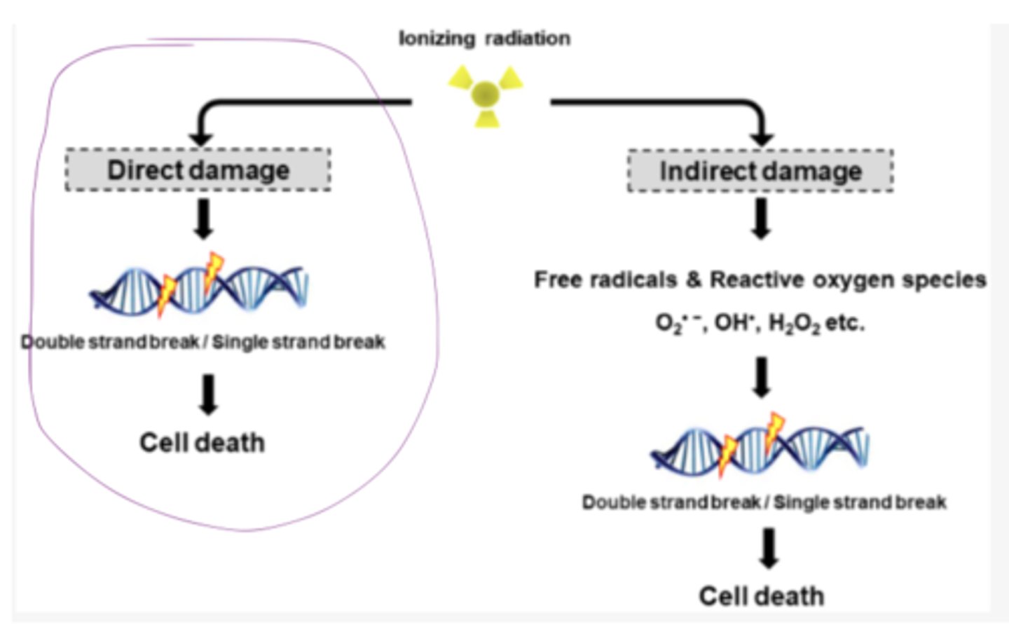 <p>The "direct damage" from gamma radiation refers to...</p>