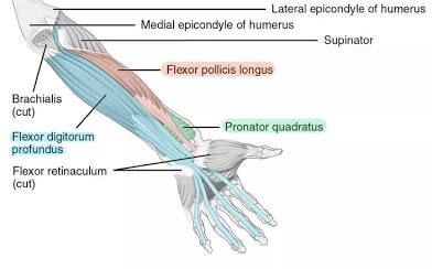 <p>Pronator quadratus</p>