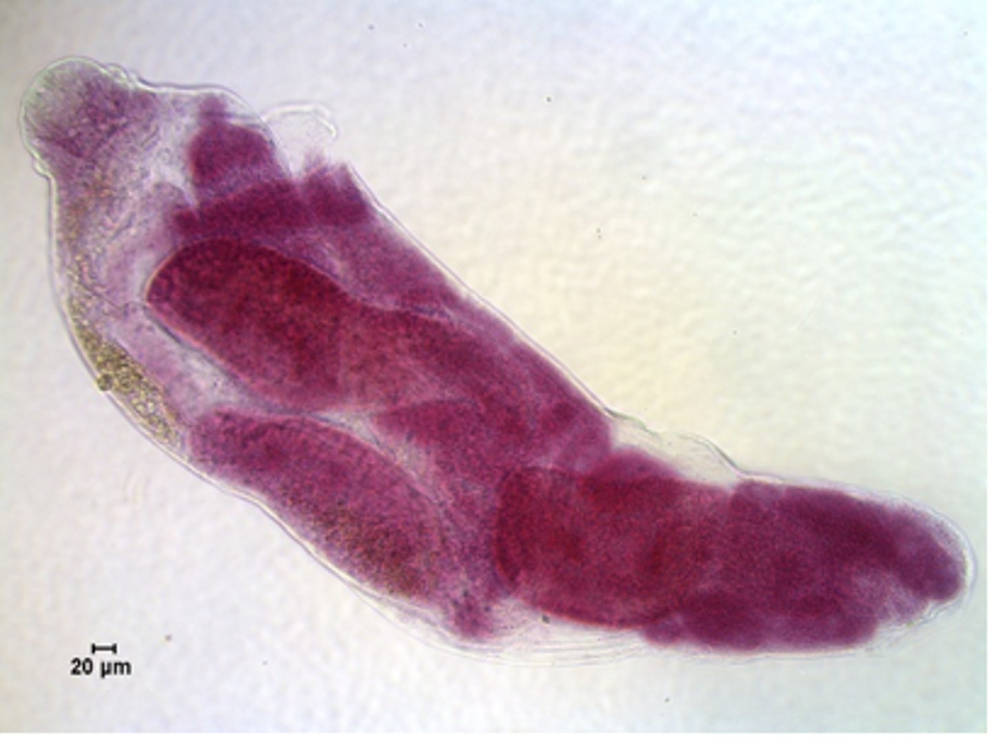 <p>-more advanced "germinal sac"</p><p>-rudimentary digestive system:</p><p>a. mouth, pharynx, short gut</p><p>b. feed on host tissues, sporocysts, other redia</p><p>-produce embryos:</p><p>-"daughter redia"</p><p>-those develop into cercaria</p><p>-Have determined that must have a certain population of redia before the change to production of cercaria will occur. Pop. Density requirement by redia before will no longer produce daughter redia and begin producing cercaria.</p>