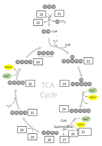 <p>Succinate</p>