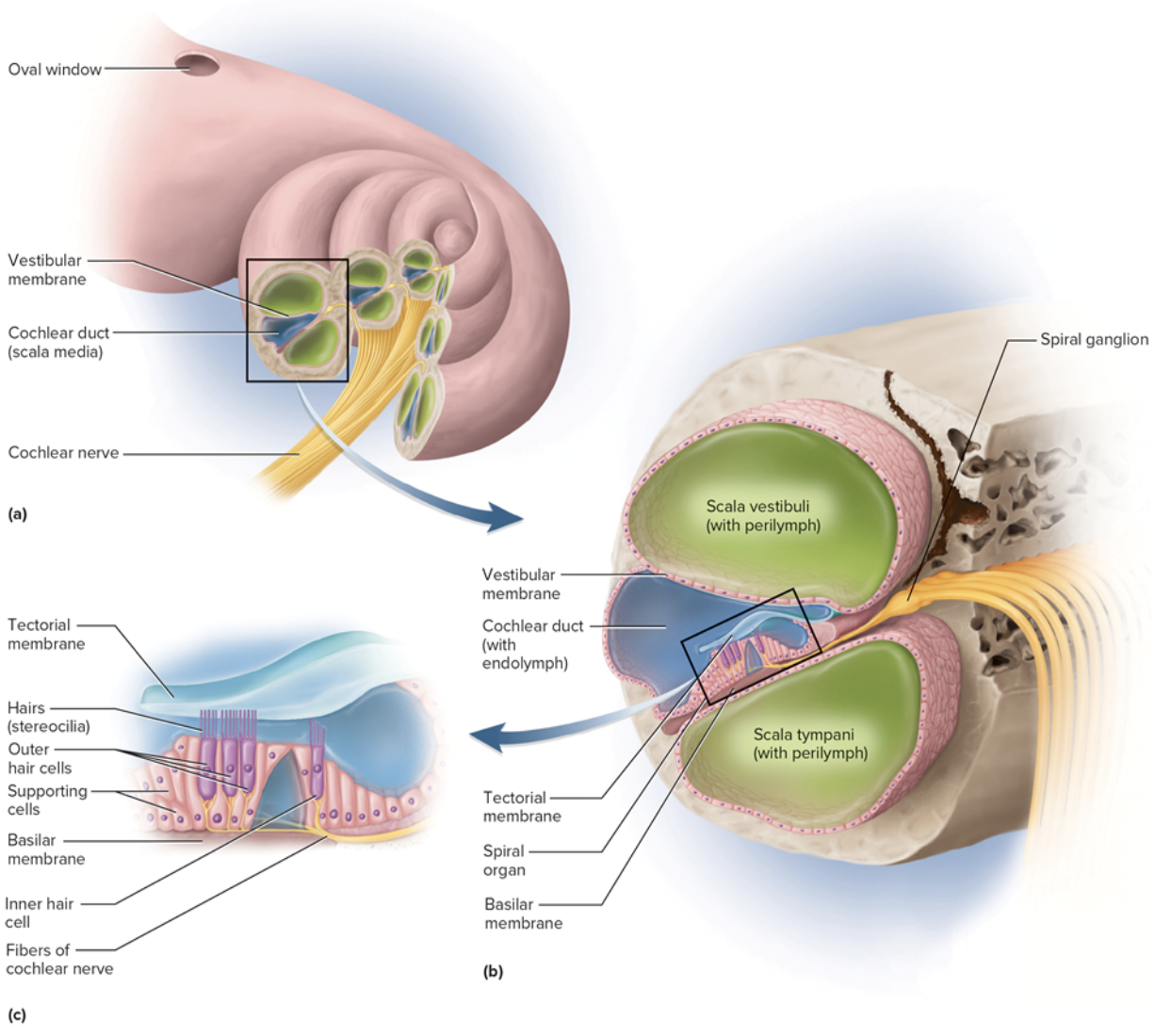 <p>chamber<strong> below </strong>basilar membrane</p><ul><li><p><strong>Ends</strong> at <strong>round window t</strong>hat is covered by secondary tympanic membrane</p></li><li><p>Contains <strong>perilymph</strong></p></li></ul><p></p>