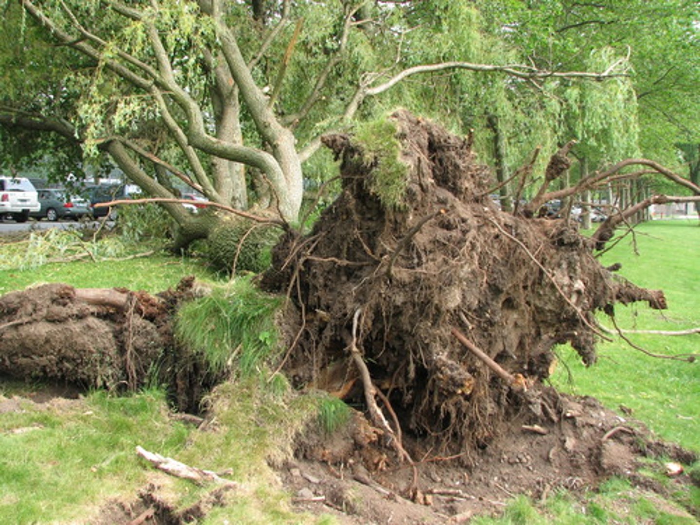 <p>v. to tear up by the roots; to destroy totally</p><p>S: uproot, eradicate, wipe out, excise</p><p>A: implant, sow, foster, nourish</p>