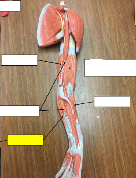 <p>what nerve is highlighted in yellow?</p>