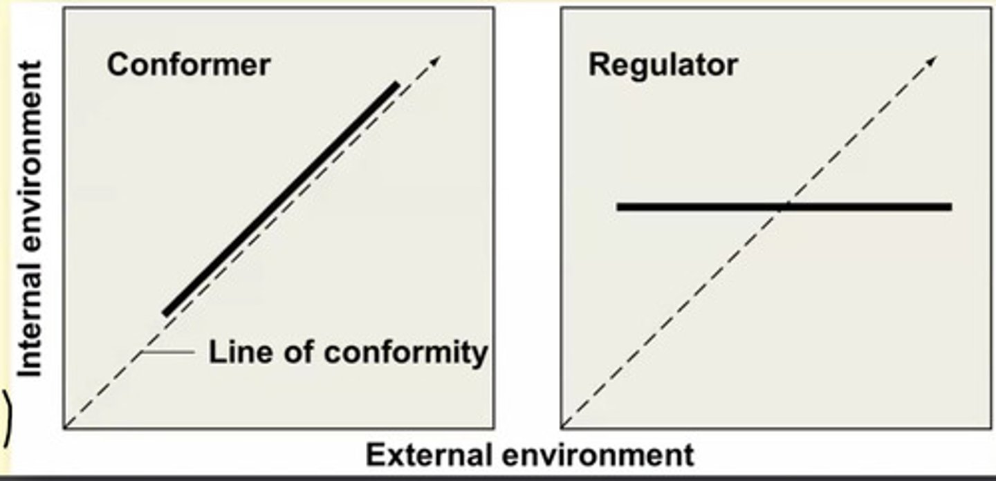 <p>Conformer</p><p>- benefit = low energetic expenditure, mechanisms to maintain a consistent internal environment not needed</p><p>- costs = if environmental conditions are not optimal, it can lead to reduced activity, growth, reproduction</p><p>--------------------</p><p>regulation</p><p>- benefit = greatly extended range of environmental conditions for activity, growth, reproduction, and increased level of performance</p><p>- cost = usually energetically expensive (due to ion pumps to osmoregulate)</p>