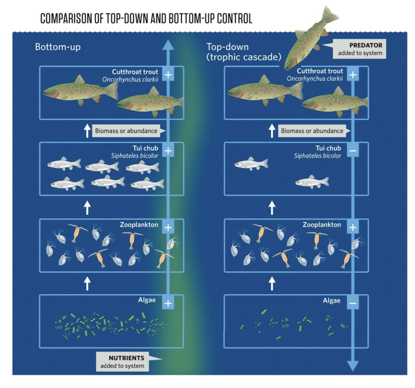 <p>Bottom-Up Control:Increased nutrient input (eutrophication) → boosts phytoplankton growth → increases zooplankton → supports more fish&nbsp;</p><p></p><p>Top-Down Control:&nbsp;Increase in predatory fish → decreases zooplankton (their prey) → allows phytoplankton to increase (since fewer grazers).</p>