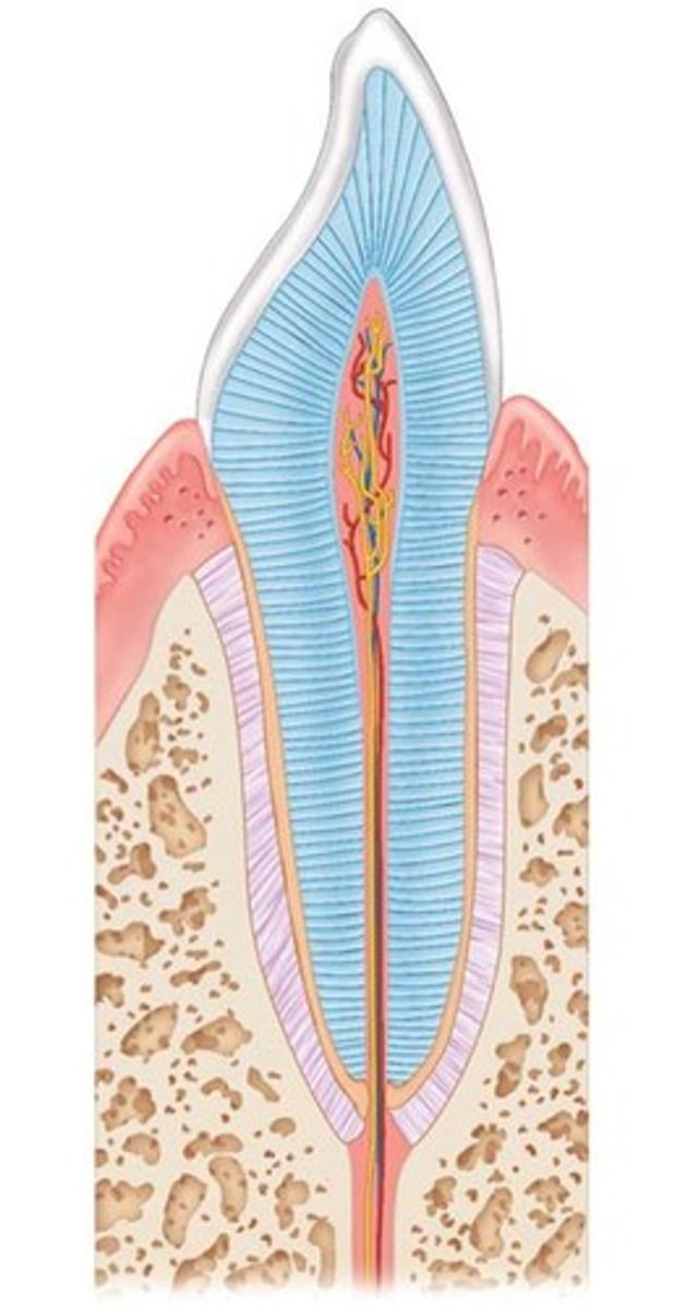 <p>The exposed part above the gingiva, covered by enamel.</p>