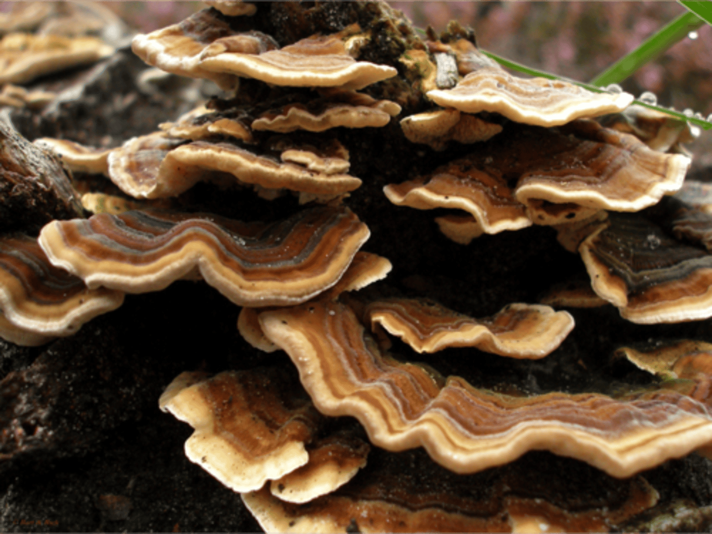 <p>Mushrooms and shelf fungus</p>