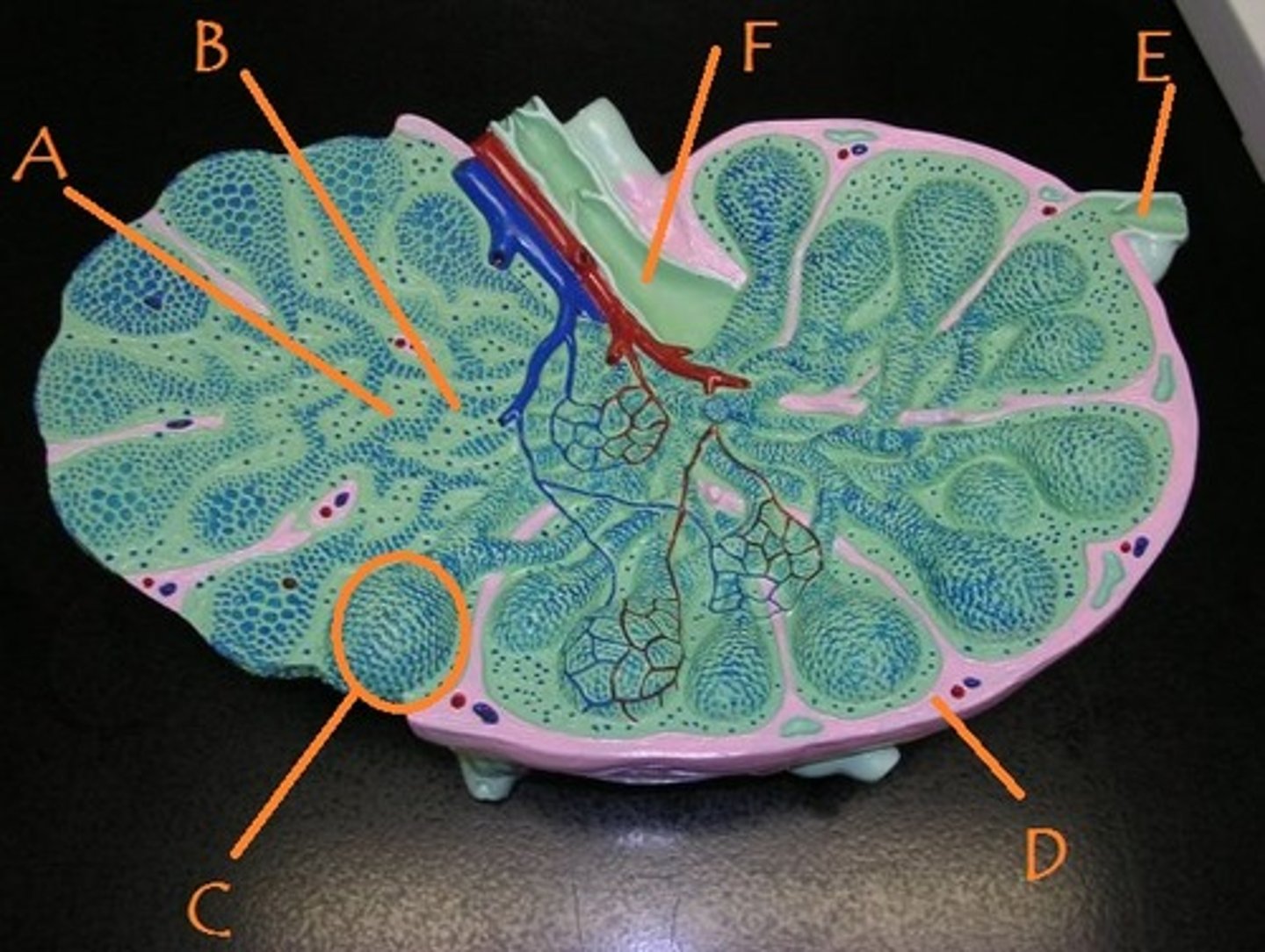 <p>Identify E</p>