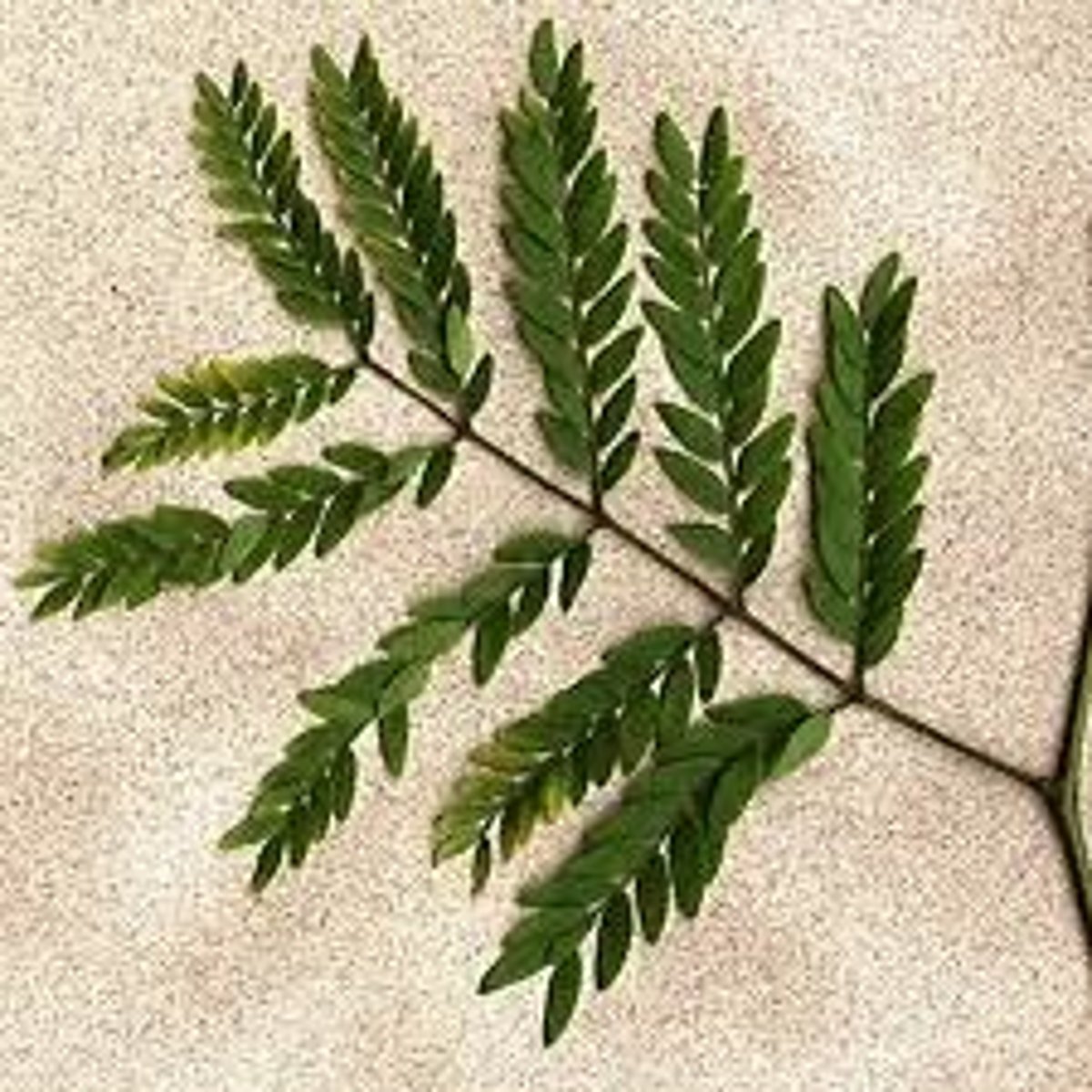 <p>What type of leaf if this?</p>