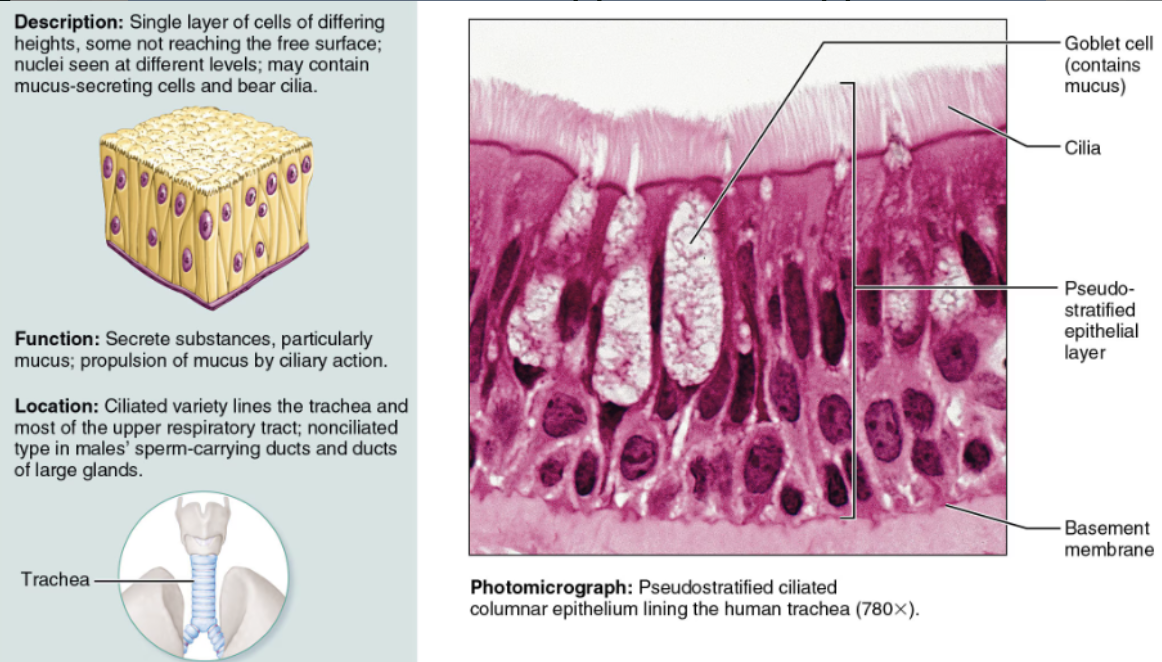 <ul><li><p><strong>DESCRIPTION: </strong>A simple columnar epithelium that appears stratified</p></li><li><p><strong>FUNCTION &amp; LOCATION</strong>: Its ciliated variety, <span style="color: red">rich in mucus-secreting cells</span>, lines most of the <span style="color: green"><strong>upper respiratory passage</strong></span></p></li></ul><p></p>