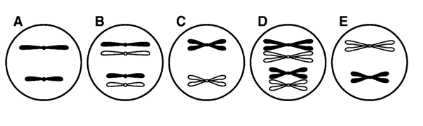 <p>Using the information you have learned about cell reproduction, infer answers to the questions below about a cell with a diploid number of 4 chromosomes. Select from among the diagrams below, labeled A, B, C, D, and E, to answer the questions.</p><ul><li><p><span>Which of the diagrams above depicts a cell at the end of meiosis 2?</span></p></li></ul>