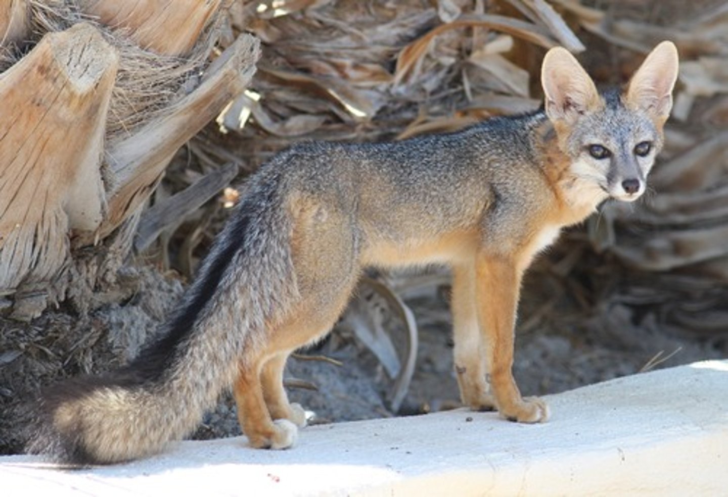 <p>Gray fox</p>