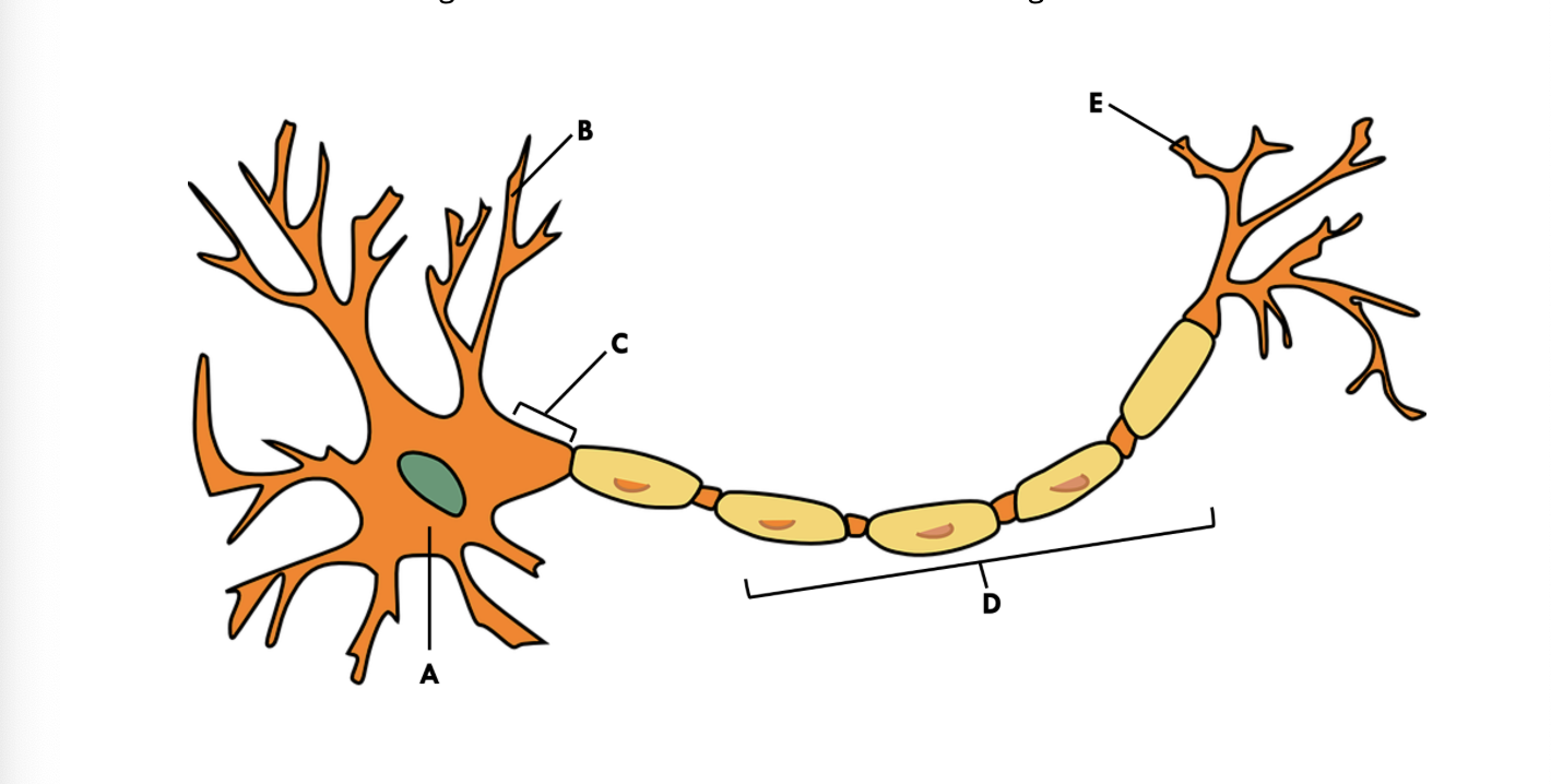 <p><span><span>Match the following statements to the correct letter in the image below.</span></span></p>
