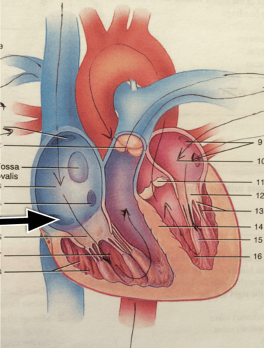 <p>opening</p><p>Bottom of probe</p>