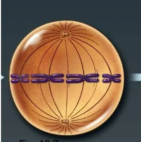 <p>a phase in mitosis where the mitotic spindle reaches its final form and the spindle microtubules move the chromosomes into alignment at the spindle midpoint </p><ul><li><p>centromeres line up in the middle (on the metaphase plate)&nbsp;</p></li><li><p></p></li></ul><p></p>