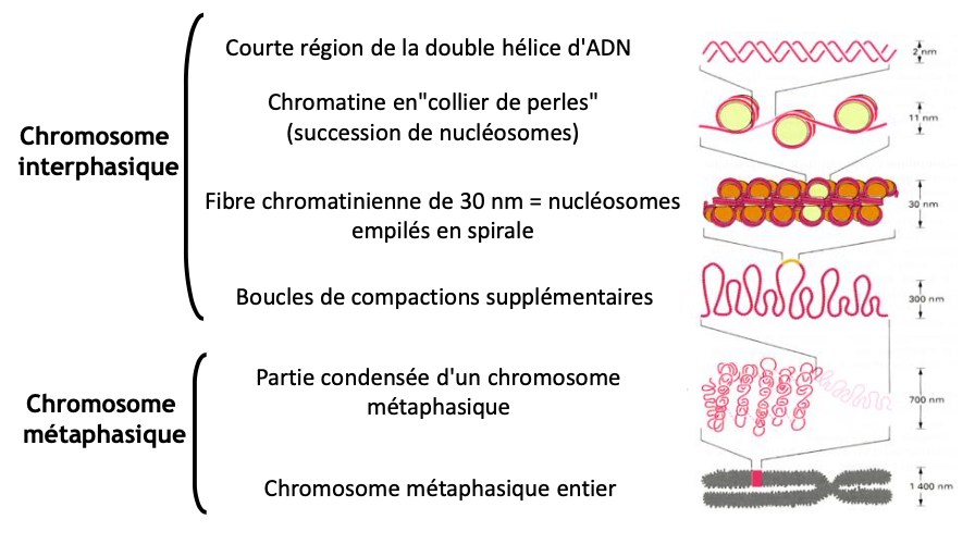 <p>En métaphase (mitose).</p>