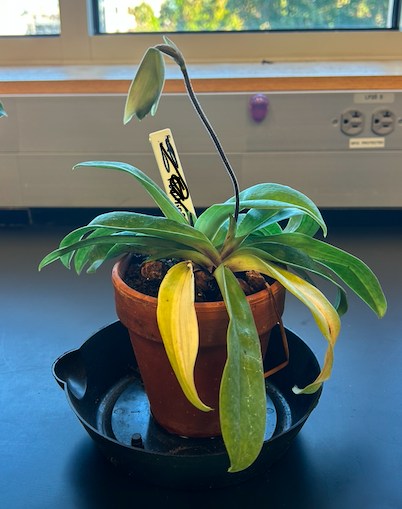 <p>Order? Family?</p>