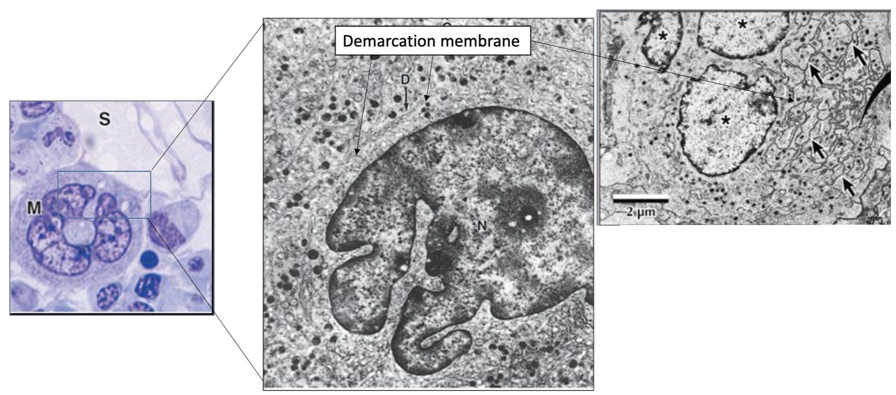 <p>What type of cell is seen here?</p>