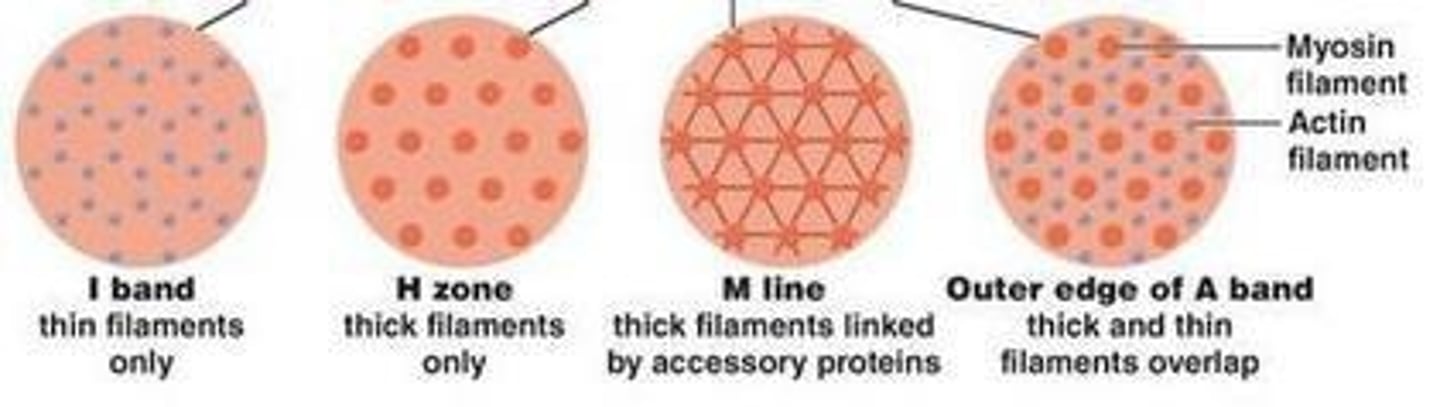 <p>Striations formed by the arrangement of actin and myosin filaments.</p>