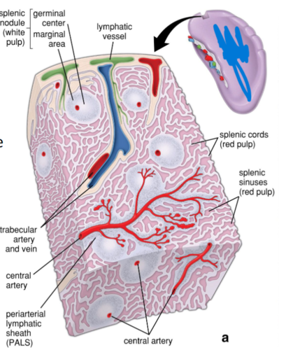 <p>what type of tissue is this? screens blood, largest lymphatic organ</p>