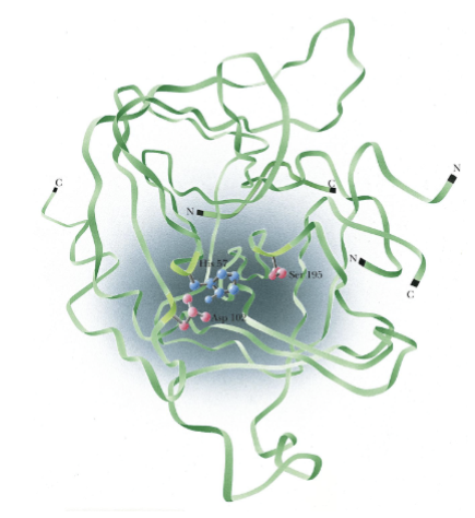 <ul><li><p>The active site of chymotrypsin shows proximity of 2 reactive a.a. </p></li><li><p>Results of x-ray crystallography show arrangement of amino acids at active site</p></li><li><p>Asp-102 is also involved in catalysis at the active site </p></li><li><p>Folding of chymotrypsin backbone, mostly anti-parallel pleated sheet array, positioning essential amino acids around active-site pocket</p></li></ul><p></p>