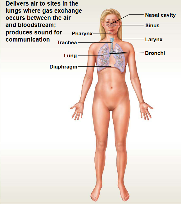 <p>This system contains: Lungs &amp; Airways </p><ul><li><p>Functions: Gas Exchange</p></li></ul><p></p>