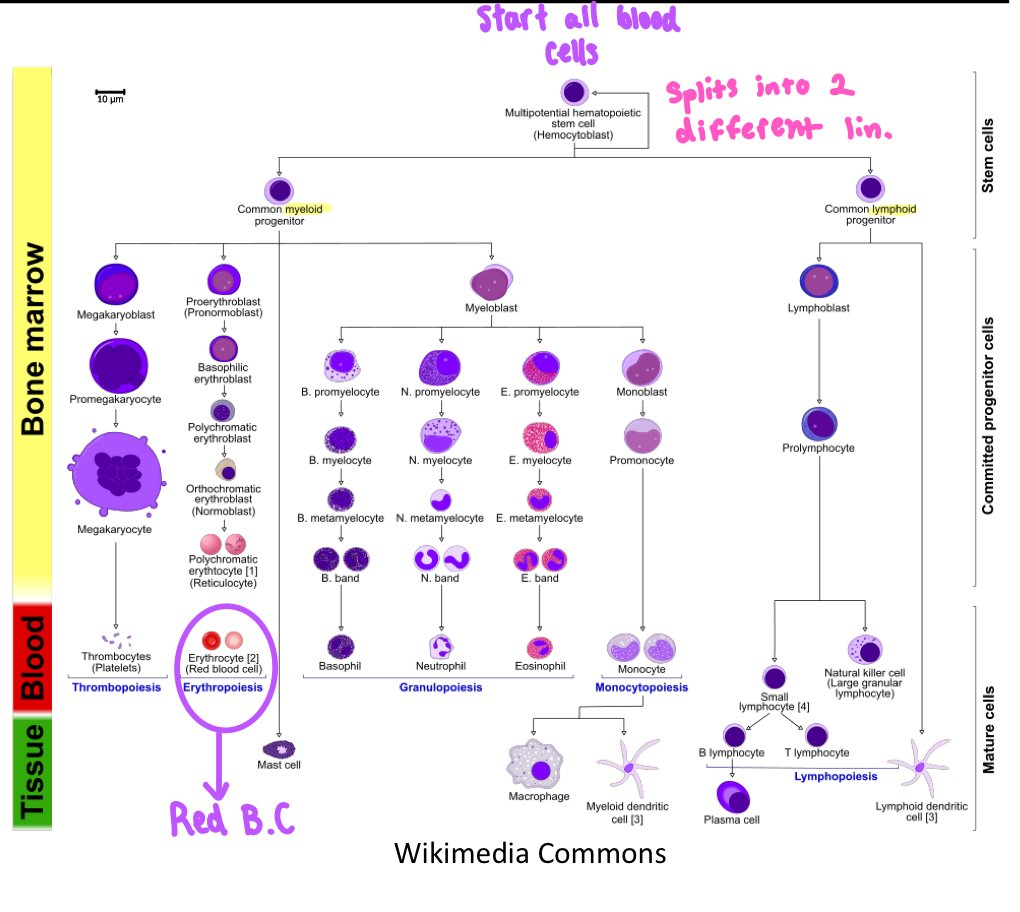 <p>Multipotent Hematopoietic Stem Cells</p>