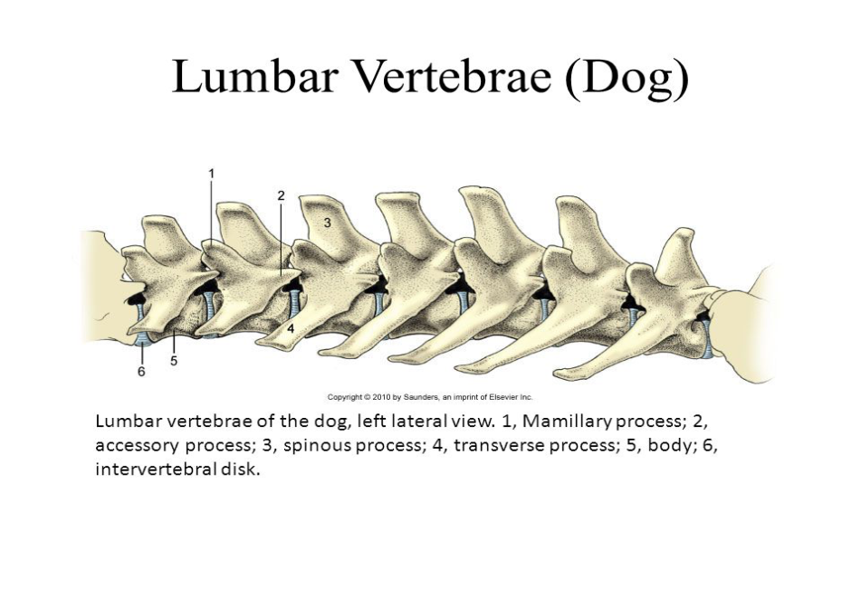 <p>Lumbar</p>